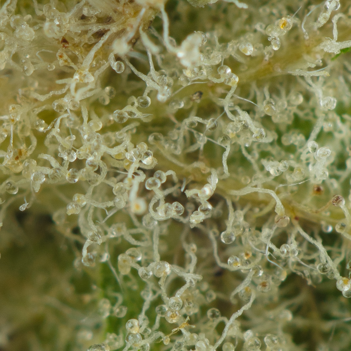 Buy Zushi Strain Online Green Society