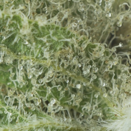 Buy Apples and Bananas Strain Online Green Society