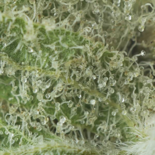 Buy Apples and Bananas Strain Online Green Society
