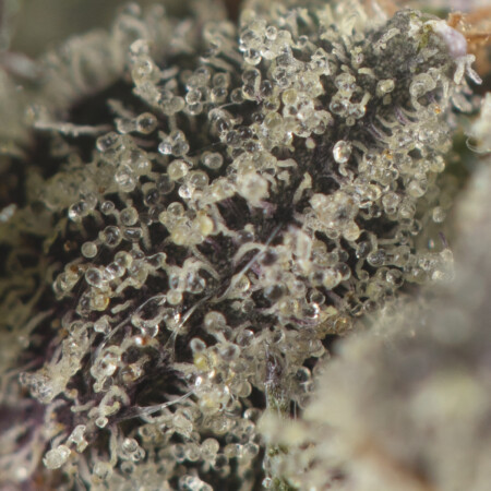 Buy King Louis XIII Strain Online Green Society