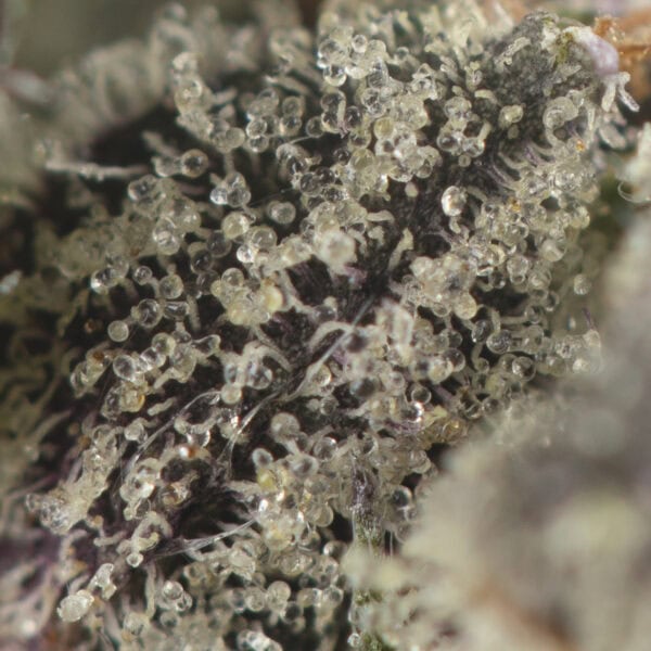 Buy King Louis XIII Strain Online Green Society