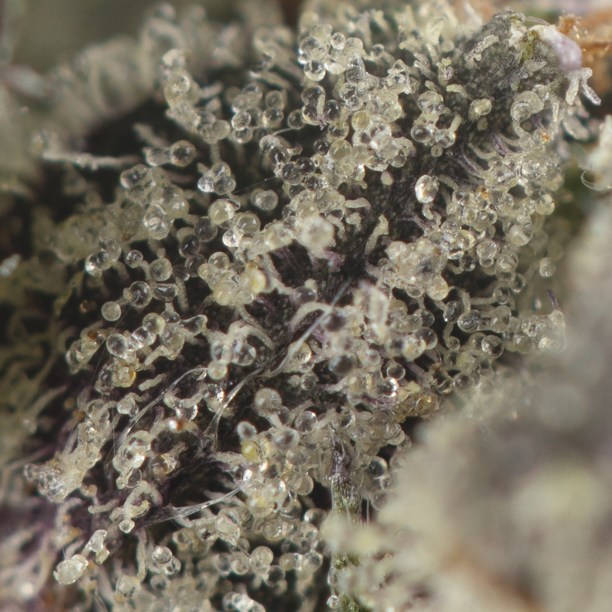 Buy King Louis XIII Strain Online Green Society