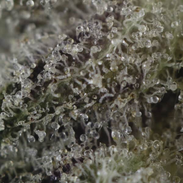 Buy Bubba God Strain Online Green Society