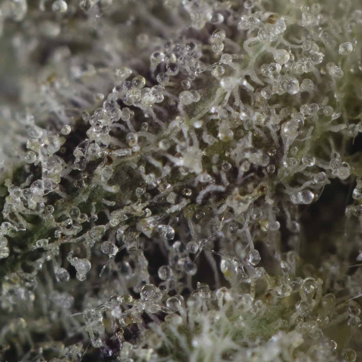 Buy Bubba God Strain Online Green Society