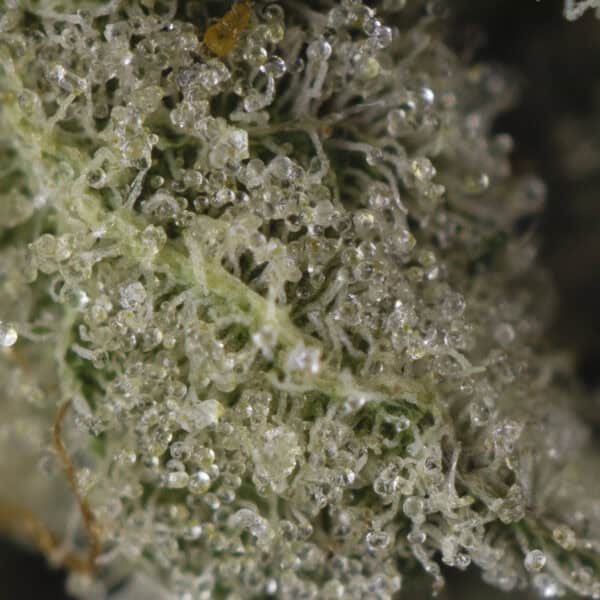 Buy Cap Junky Strain Online Green Society