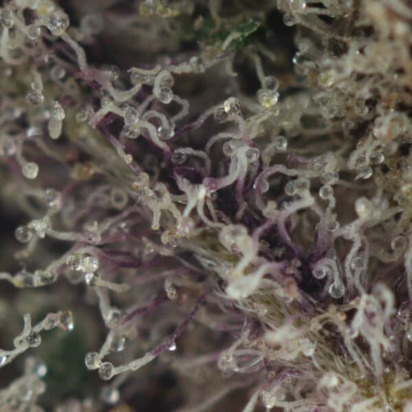Buy Galactic Gas Strain Online Green Society