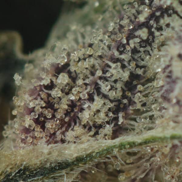 Buy Pink Star Killer Strain Online Green Society