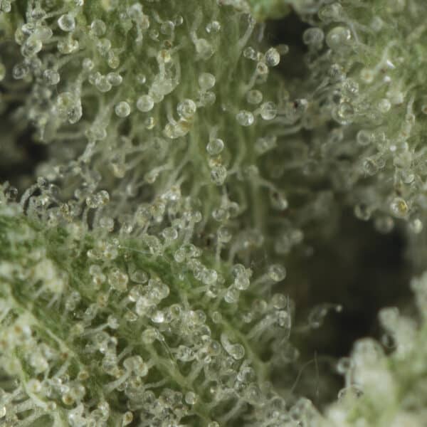 Buy Tom Ford Rockstar Strain Online Green Society