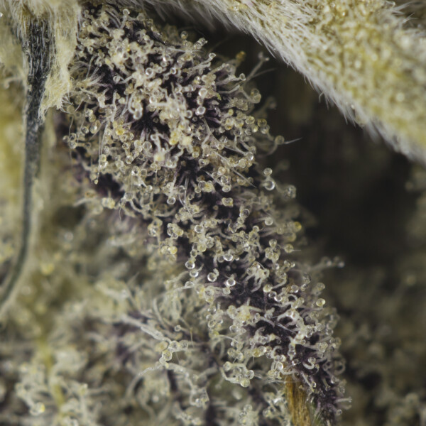 Buy Blue Lobster Strain Online Green Society