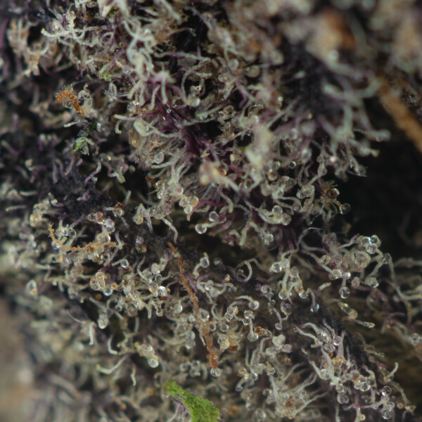 Buy Lemon Cherry Gelato Strain Online Green Society