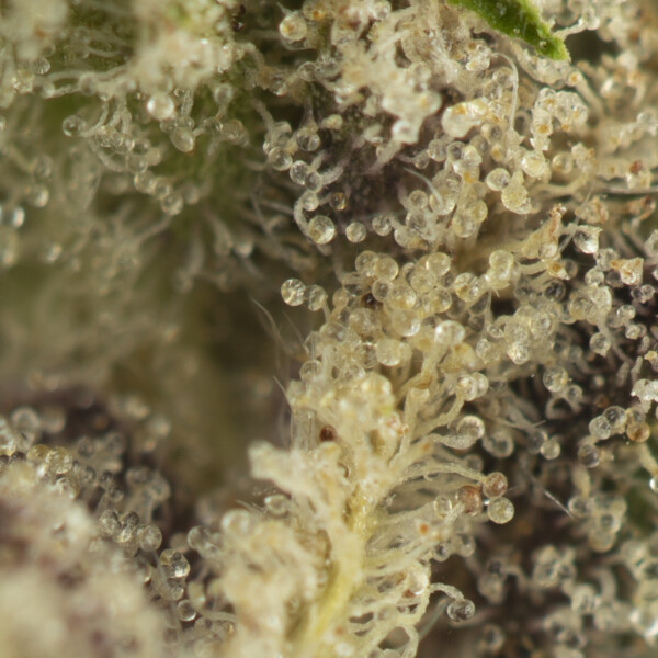 Buy Death Valley Strain Online Green Society