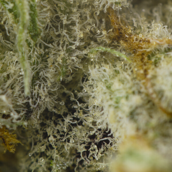 Buy White Caviar Strain Online Green Society