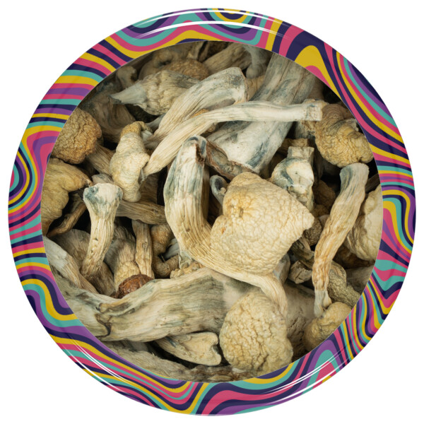 Buy Albino A+ Mushrooms Online Canada Green Society
