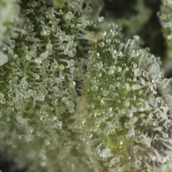 Buy All Gas OG Strain Online Green Society