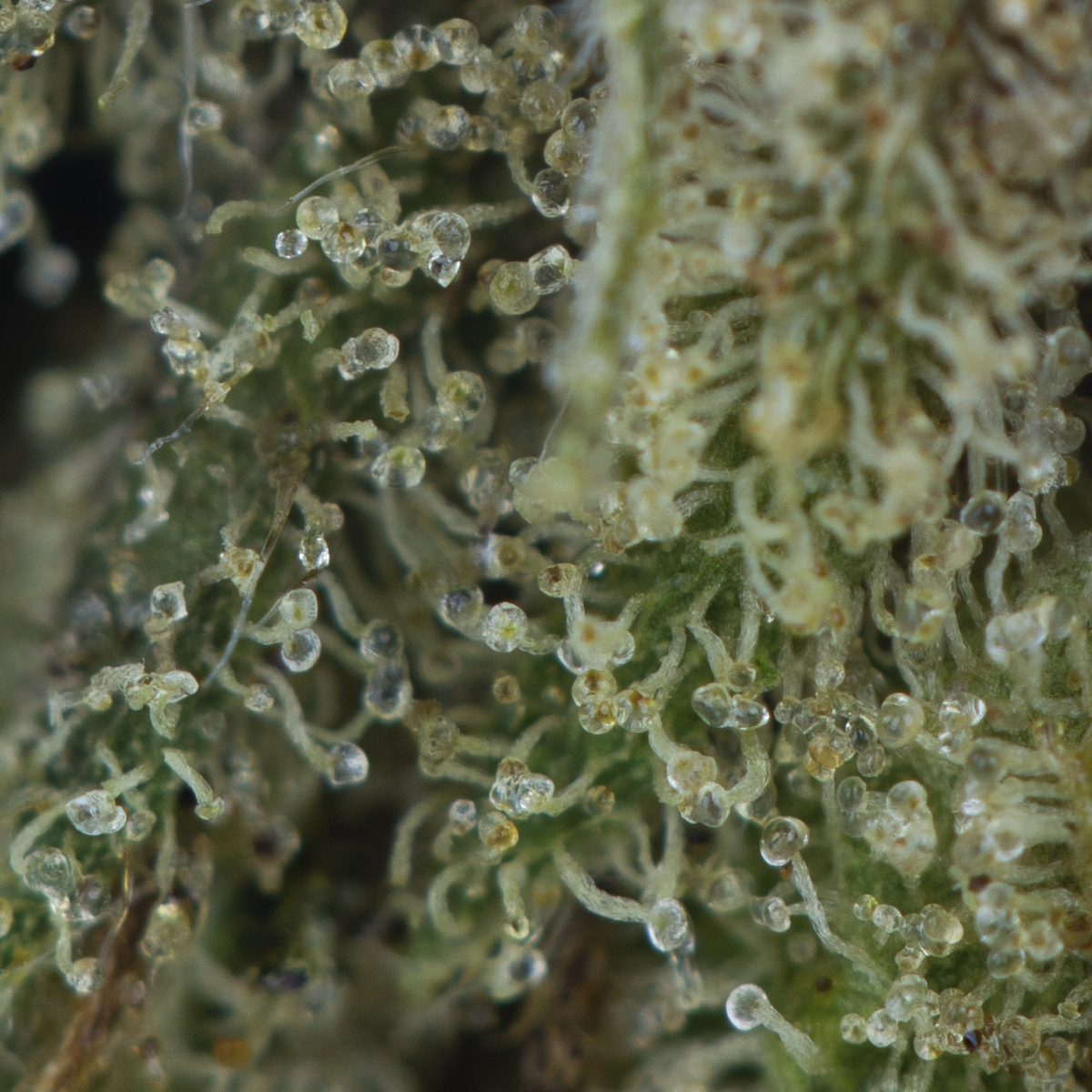 Buy Bubba Island Kush Strain Online Green Society
