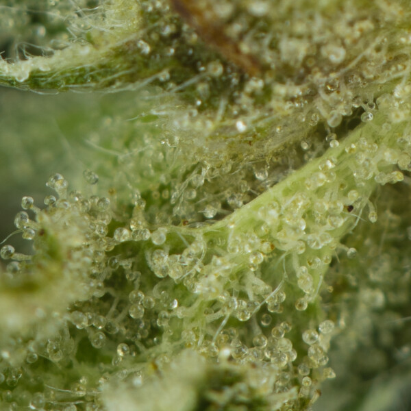 Buy Comatose OG Strain Online Green Society