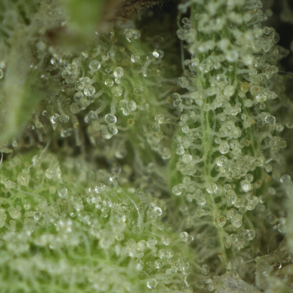 Buy Godfather OG Strain Online Green Society