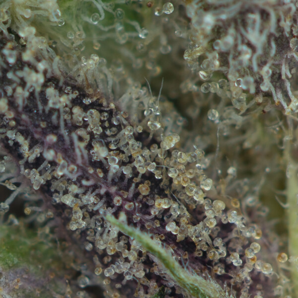 Buy Gucci Pink Kush Strain Online Green Society