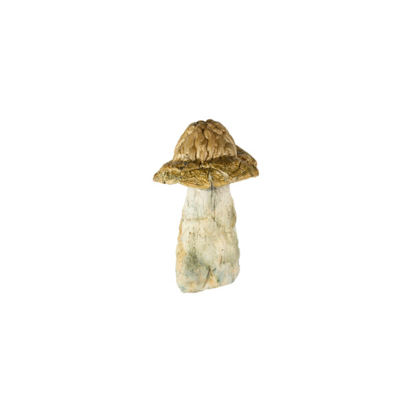 Buy Makshak Mushrooms Online Green Society