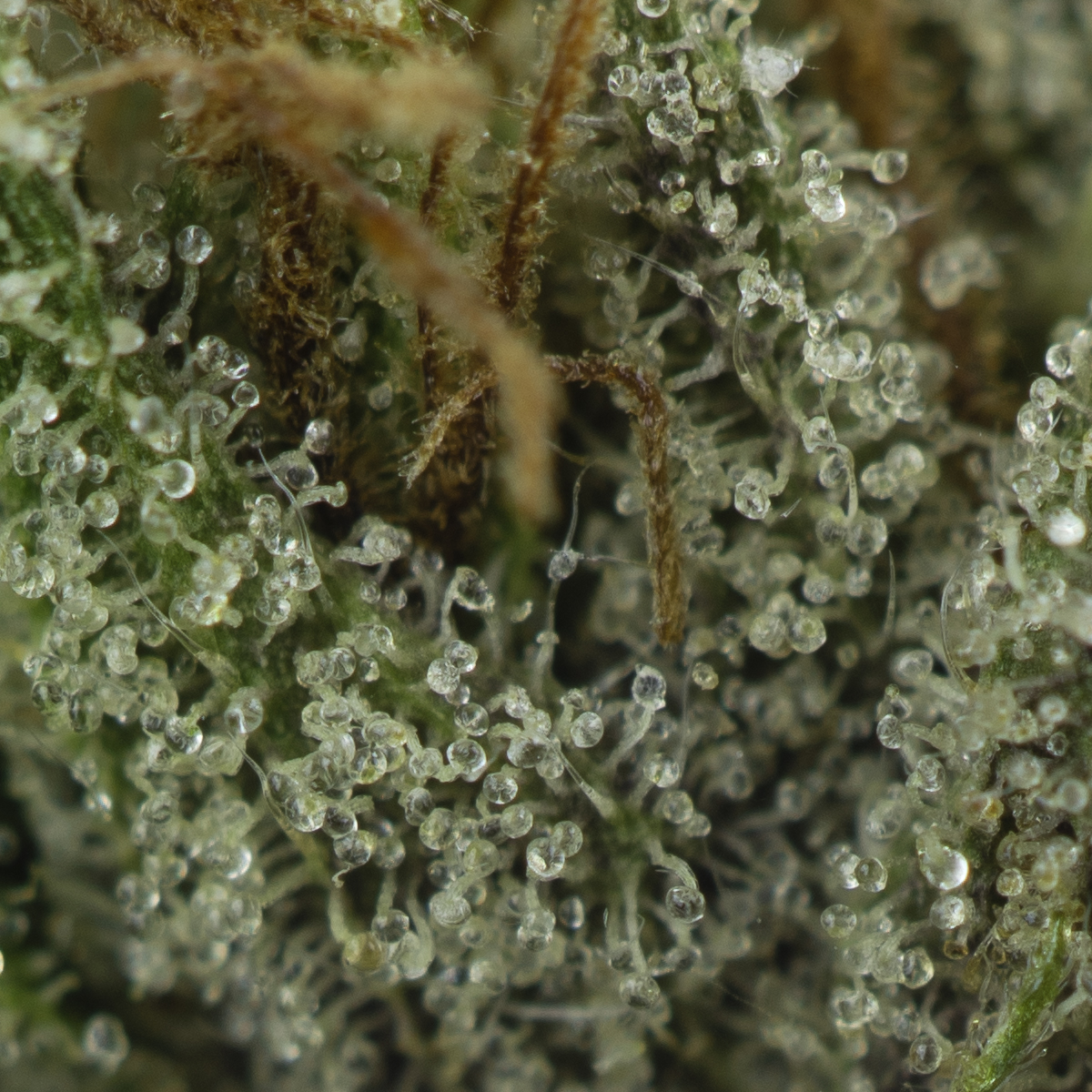 Buy Northern Lights Strain Online Green Society