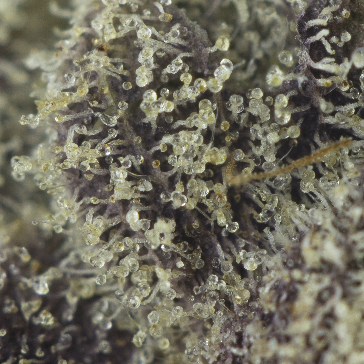 Platinum Rockstar Kush - Image 3