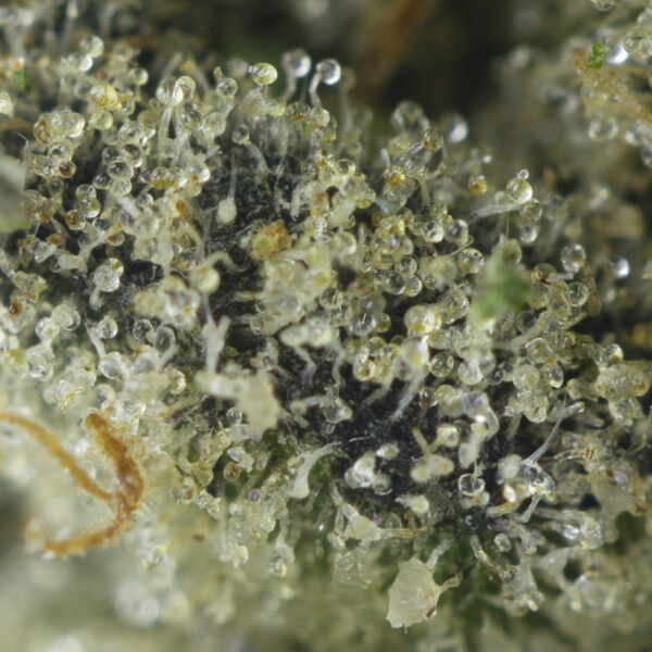 Buy Tangie Goji Strain Online Green Society