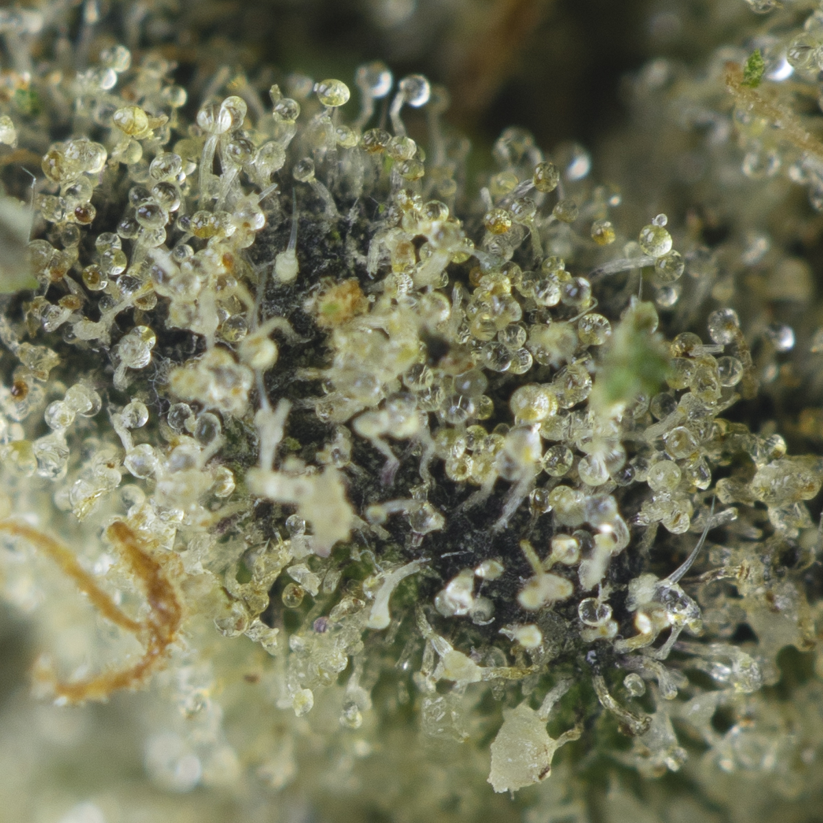 Buy Tangie Goji Strain Online Green Society