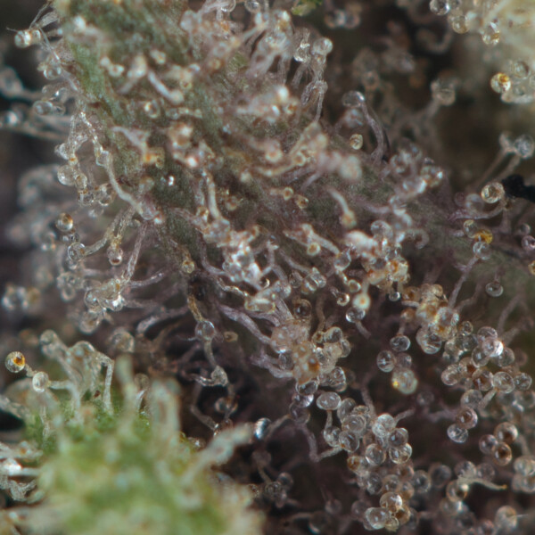 Buy Black Zoap Strain Online Green Society