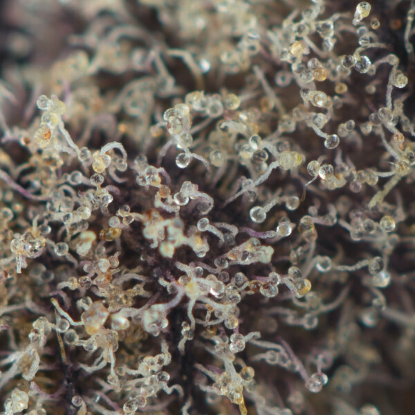 Buy Candy Hustle Strain Online Green Society
