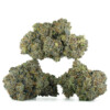 Buy Gas Chamber Strain Online Canada Green Society