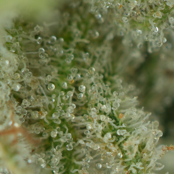Buy Kali Mist Strain Online Green Society