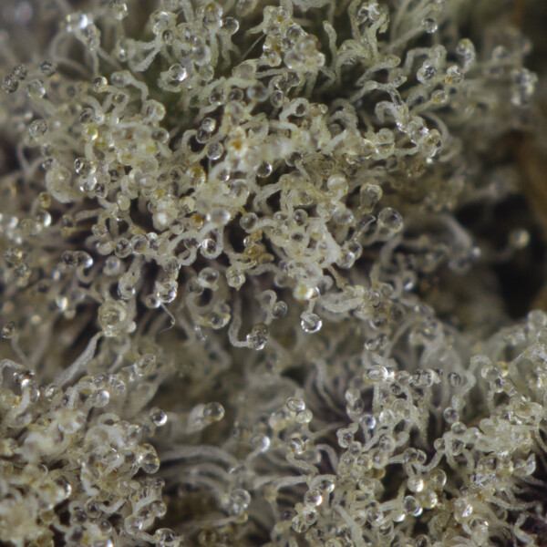 Buy Khalifa Mints Strain Online Green Society