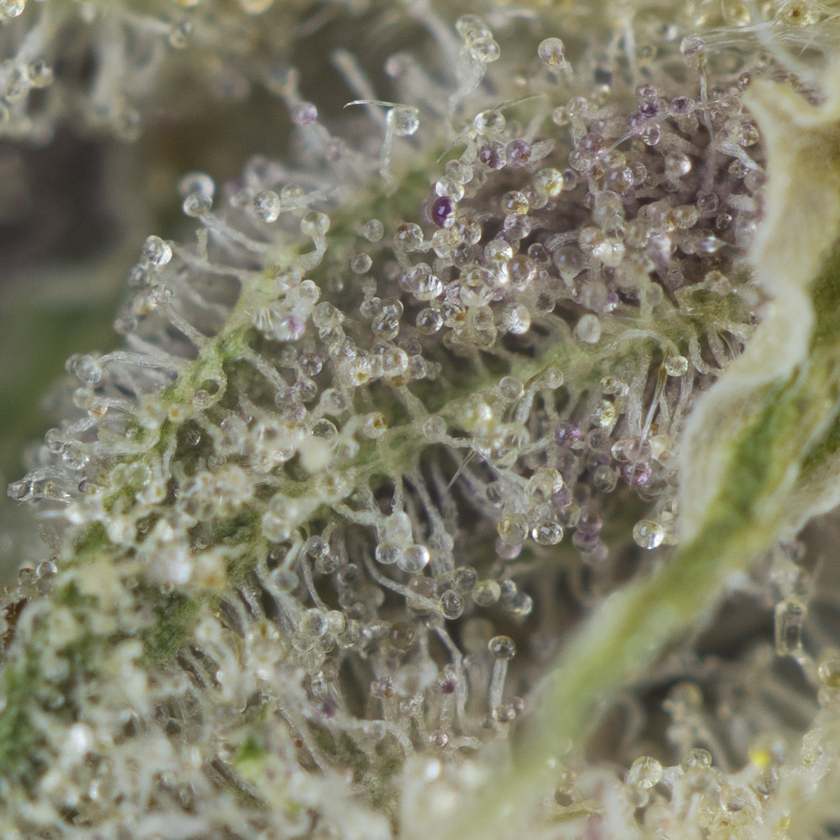 Buy Sub Zero #12 Strain Online Green Society