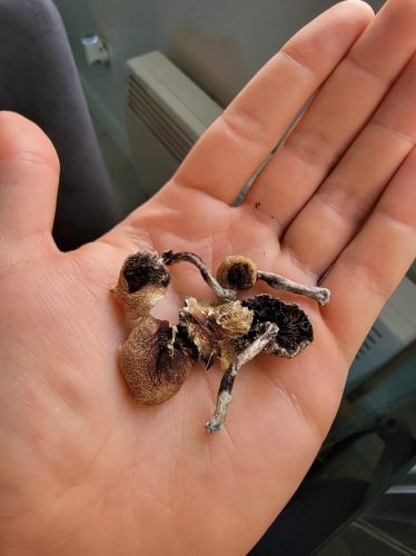 Shroomies Min