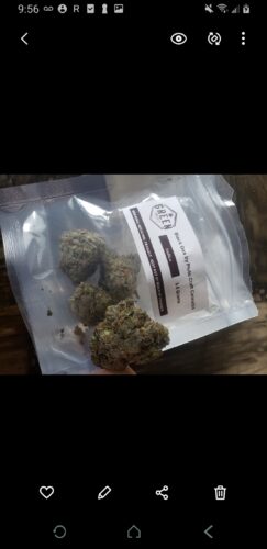Black Gas by Pluto Craft Cannabis photo review