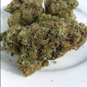 Fatso by Pluto Craft Cannabis photo review