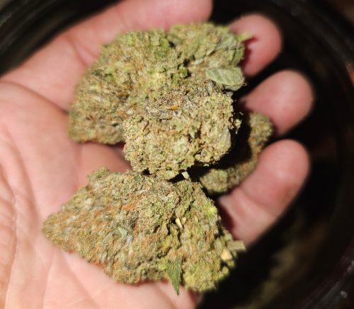 Dank Sinatra photo review