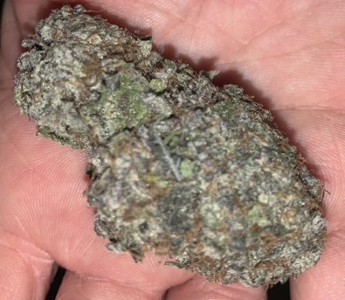 Black Cherry Pie by In House Genetics photo review