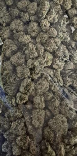 Click to view full screen Master Kush (Popcorn) photo review