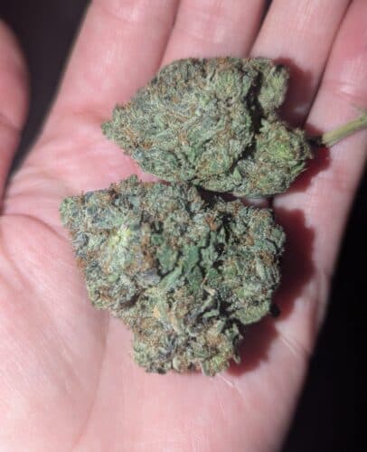 Black Gas by Pluto Craft Cannabis photo review
