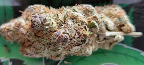 Click to view full screen Durban Poison photo review