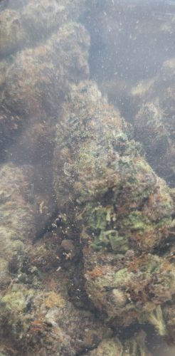 Purple Widow photo review