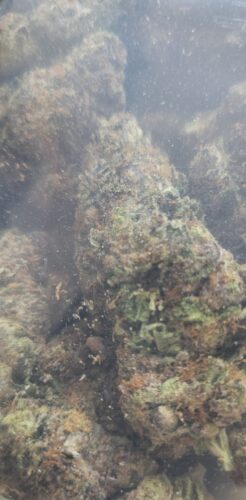 Purple Widow photo review