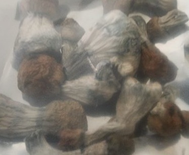 Avalanche photo review