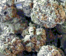 Jelly Donut (BOGO) photo review