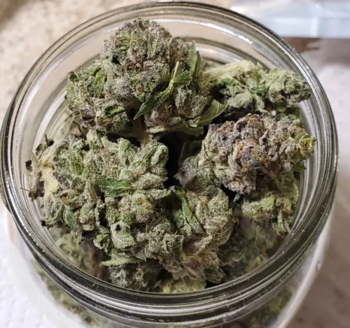 Click to view full screen Pink Venom (Popcorn) photo review