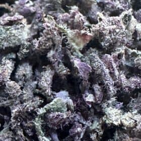 Lemon Cherry Gelato photo review