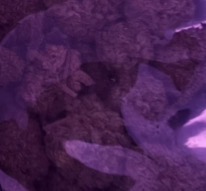 Zkittlez (Smalls) photo review