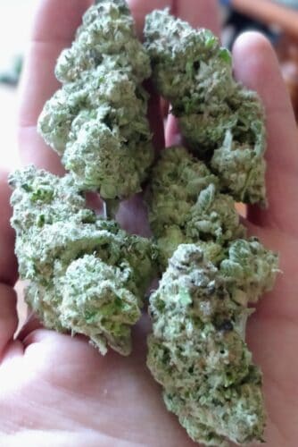 Lemon Haze photo review