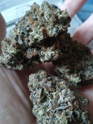 Mike Tyson by Pluto Craft Cannabis photo review